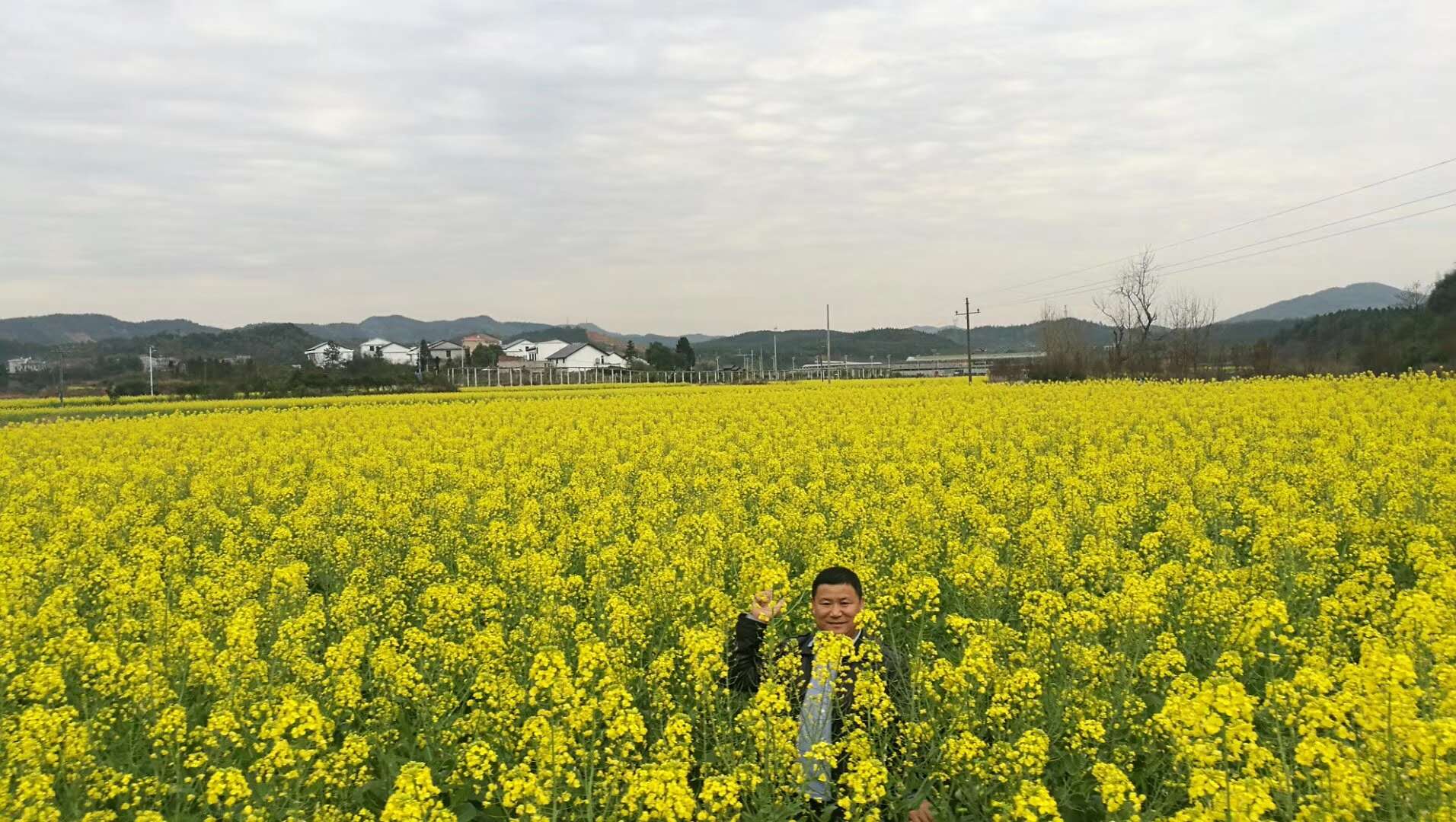 油菜花海